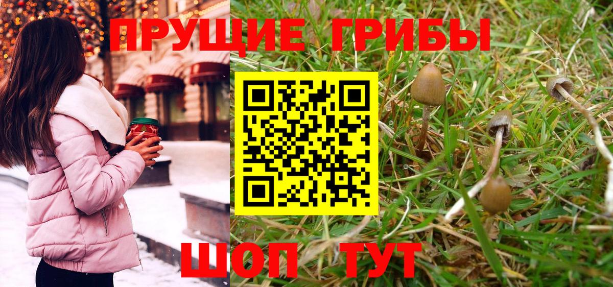 Галлюциногенные грибы Psilocybe Алексеевка